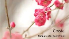  Presentation with chinese new year - Cool new PPT theme with cherry blossoms for chinese new backdrop and a lemonade colored foreground