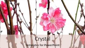  Presentation with chinese new year - PPT layouts consisting of cherry blossoms for chinese new background and a lemonade colored foreground