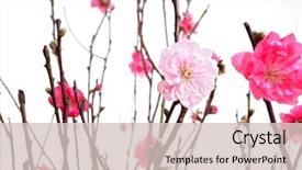  Presentation with chinese new year - Beautiful PPT theme featuring cherry blossoms for chinese new backdrop and a soft green colored foreground