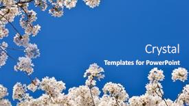  Presentation with cherry blossom - PPT layouts enhanced with cherry-blossoms-framing-the-sky background and a teal colored foreground