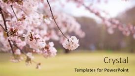  Presentation with green lawn - PPT theme featuring cherry-blossoms-hanging-over background and a yellow colored foreground