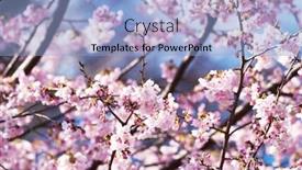  Presentation with bloom - Cool new presentation with cherry blossoms in full bloom close up shallow depth of field backdrop and a light blue colored foreground