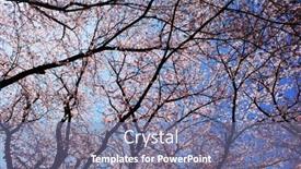  Presentation with sky blue - Slide deck enhanced with cherry-blossoms-in-full-bloom background and a  colored foreground