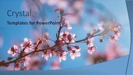  Presentation with bloom - PPT theme enhanced with cherry-blossoms-in-full-bloom background and a teal colored foreground