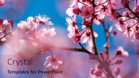  Presentation with bloom - PPT theme consisting of cherry-blossoms-in-full-bloom background and a coral colored foreground