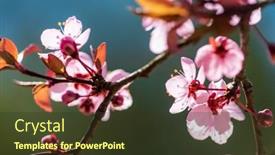  Presentation with bloom - PPT theme having cherry-blossoms-in-full-bloom background and a tawny brown colored foreground