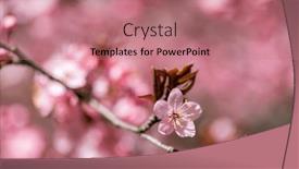  Presentation with bloom - Presentation theme featuring cherry-blossoms-in-full-bloom background and a coral colored foreground