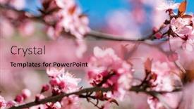  Presentation with bloom - Presentation enhanced with cherry-blossoms-in-full-bloom background and a coral colored foreground