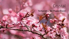  Presentation with bloom - Slide set with cherry-blossoms-in-full-bloom background and a coral colored foreground