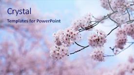  Presentation with cherry blossom - PPT layouts enhanced with cherry blossoms in full bloom background and a sky blue colored foreground