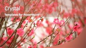  Presentation with cherry blossom - PPT theme consisting of cherry blossoms in full bloom background and a coral colored foreground