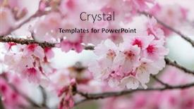  Presentation with cherry blossom - Presentation theme consisting of cherry-blossoms-in-full-blossom background and a soft green colored foreground