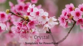  Presentation with cherry blossom - Slide deck having cherry-blossoms-in-full-blossom background and a coral colored foreground