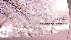  Presentation with cherry - Theme having cherry-blossoms-in-small-round background and a lemonade colored foreground