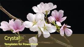  Presentation with gifs falling cherry blossoms - Audience pleasing theme consisting of verbena hybrida flower purple and white verbena hybrida flowers blooming in the garden garden hybrida backdrop and a coral colored foreground