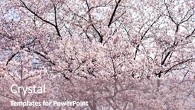  Presentation with japanese cherry blossoms - Amazing PPT layouts having cherry blossoms japanese cherry prunus backdrop and a coral colored foreground