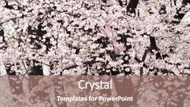  Presentation with japanese cherry blossoms - Slides featuring cherry blossoms japanese cherry prunus background and a coral colored foreground