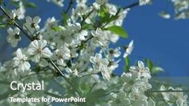  Presentation with gifs falling cherry blossoms - Presentation theme featuring cherry blossoms white sakura flowers background and a gray colored foreground