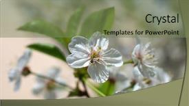  Presentation with white flowers - Presentation design featuring cherry blossoms white sakura flowers background and a violet colored foreground