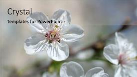  Presentation with white flowers - Amazing slide set having cherry blossoms white sakura flowers backdrop and a light gray colored foreground