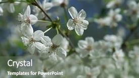  Presentation with cherry blossoms of tokyo - Cool new theme with cherry blossoms white sakura flowers backdrop and a gray colored foreground