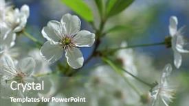  Presentation with white flowers - PPT layouts enhanced with cherry blossoms white sakura flowers background and a gray colored foreground