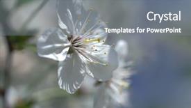  Presentation with japanese cherry blossoms - Slide set consisting of cherry blossoms white sakura flowers background and a gray colored foreground