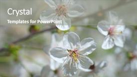  Presentation with gifs falling cherry blossoms - Slide deck having cherry blossoms white sakura flowers background and a gray colored foreground