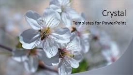  Presentation with cherry blossoms of tokyo - Colorful slide set enhanced with cherry blossoms white sakura flowers backdrop and a light blue colored foreground