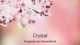  Presentation with cherry - Beautiful theme featuring young american couple calculating bills backdrop and a soft green colored foreground.