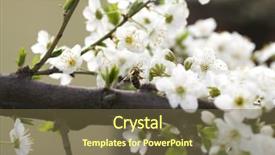  Presentation with bee - Colorful PPT layouts enhanced with cherry flower with bee backdrop and a tawny brown colored foreground