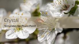  Presentation with ladybug - PPT theme enhanced with cherry-flower-with-ladybug background and a coral colored foreground