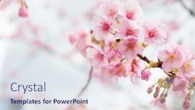  Presentation with cherry - Cool new PPT theme with cherry flower backdrop and a sky blue colored foreground