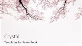  Presentation with japanese cherry blossoms - Cool new slides with cherry-flowers-above-japanese-cherry backdrop and a pink colored foreground