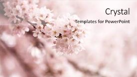  Presentation with cherry blossom - Cool new PPT theme with cherry flowers in small cluster backdrop and a pink colored foreground