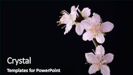  Presentation with cherry - PPT theme consisting of cherry flowers on a black background and a black colored foreground