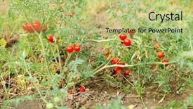  Presentation with tomato ketchup single red - Beautiful theme featuring cherry production - bushes of red tomatoes ready backdrop and a mint green colored foreground