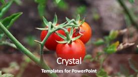  Presentation with ready - Audience pleasing slide deck consisting of cherry production - ripe red tomatoes ready backdrop and a tawny brown colored foreground