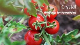  Presentation with ready - Beautiful slide deck featuring cherry production - ripe red tomatoes ready backdrop and a red colored foreground