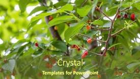  Presentation with sakura - Slide deck with cherry-seed-on-the-tree background and a tawny brown colored foreground