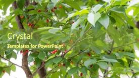  Presentation with sakura - Presentation theme consisting of cherry-seed-on-the-tree background and a  colored foreground