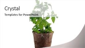  Presentation with tomato - Theme featuring cherry tomato plant background and a white colored foreground
