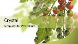  Presentation with tomato plant - PPT theme featuring cherry tomatoes in the garden background and a  colored foreground