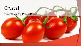  Presentation with tomato plant - PPT layouts consisting of cherry tomatoes isolated on white background and a sky blue colored foreground