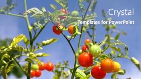  Presentation with cherry - 