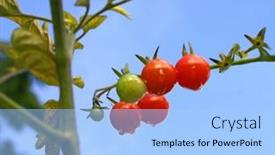  Presentation with cherry - 