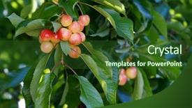  Presentation with fruit tree - Colorful presentation theme enhanced with cherry tree - bunch of red and yellow backdrop and a forest green colored foreground