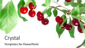  Presentation with cherry - Amazing presentation theme having cherry tree - juicy cherries on a branch backdrop and a white colored foreground