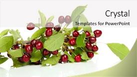  Presentation with cherry - Beautiful slides featuring cherry tree - twig with cherries isolated backdrop and a white colored foreground