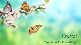  Presentation with monarch butterflies - Colorful presentation theme enhanced with danaus plexippus nymphalidae horizontal spring backdrop and a mint green colored foreground
